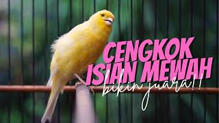 CENGKOK ISIAN MEWAH BIKIN JUARA! Masteran Kenari Isian Blackthroat GACOR SUARA JERNIH FAVORITE