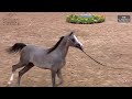 N 111 NAJM KOUTOUBIA Morocco Breeders Show 2024 EAHGC Yearling Colts Class 6