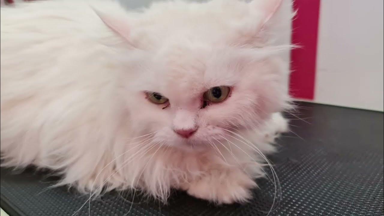 Grooming a Matted Cat Turkish Angora YouTube