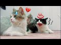 ردة فعل الملكة والقطط الصغيره لحظة اللقاء بقطط جديده 🙀💔 صار شي في النهاية خرب الفيديو 🤦🏻‍♂️💕