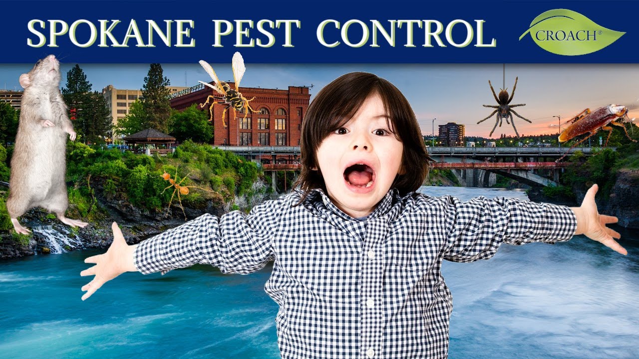 Spokane WA Pest Control Croach® Pest Control YouTube