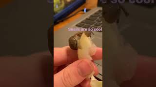 15 seconds of a snail eating lettuce #shorts #snailshell #snail #snails