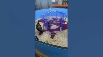 Qaib Thai dancing around cage #rooster #thairooster #qaibthai #chicken #qaib