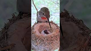 Beautiful Baby Hummingbird Chicks 1St Feeding - Olives 7Th Chick Of The Season 