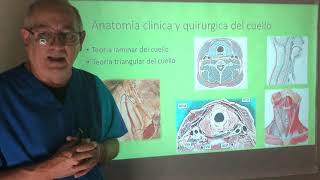 Trigonos o triángulos del cuello. Anatomía quirúrgica del cuello. Límites y contenido