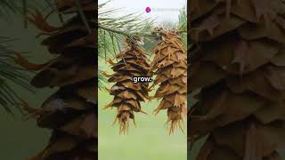 What Are Pine Cones 🌲 Nature's Seed Carriers Explained!