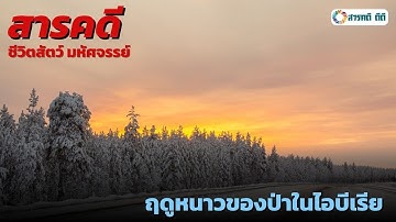 สารคดี ชีวิตสัตว์มหัศจรรย์ ตอน ฤดูหนาวของป่าในไอบีเรีย