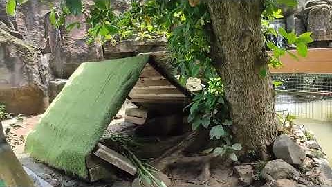 TUGAS VLOG | INFORMATIKA KELAS 9H|MENGUNJUNGI TEMPAT WISATA ZOO SEMARANG.