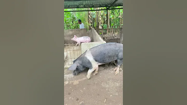 Piggy Hampshire #baboyan #baboy #piggy #pigfarming #animals #pigbreeding #hampshire #hogger #pet