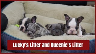 Lucky's Litter and Queenie's Litter