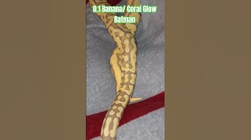 0.1 Banana/ Coral Glow Batman #shortvideo #shortsfeed #shortfeed #shorts #short  #reptiles #snake