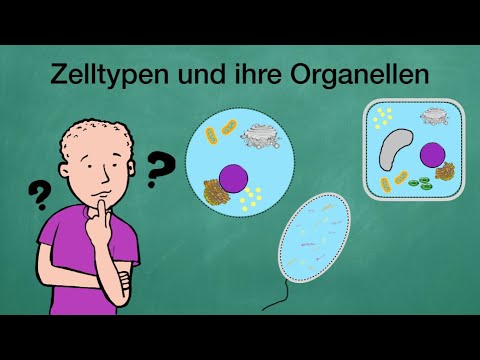 Zelltypen und ihre Organellen