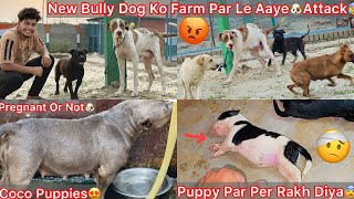 New Bully Dog Ko Farm Par Le Gye🐶Farm Vale Dogs Se Milvya😨Panga Hogya😰|| Puppy K Upper Per Rakh Dea😢