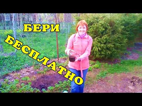 Дёготь берёзовый - получаю много и бесплатно!