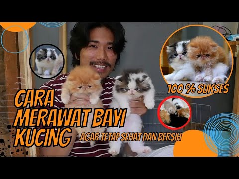 Merawat Bayi Kucing Agar Sehat dan Bersih 100% SUKSES