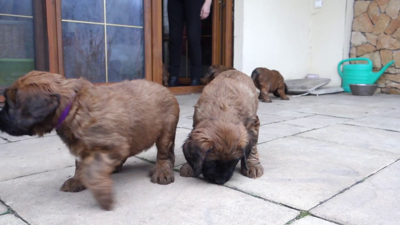 pierwsze wyjście "Z miłości do briarda"