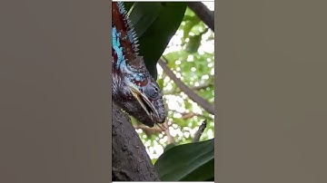 Chameleon Meal Hunt: Watch This Chameleon Change Color to Catch Its Prey! #shortsvideo #shorts
