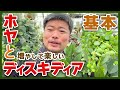 【吊るせる熱帯植物】ホヤとディスキディアの増やし方