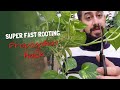 Fast Water Propagation Tip Using Natural Methods To Speed Up Propagation Fast Water Propagation Tip Using Natural Methods To Speed Up Propagation
