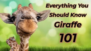 Giraffe 101: Everything you should know! by ANIMAL LYFE 237 views 5 months ago 3 minutes, 16 seconds