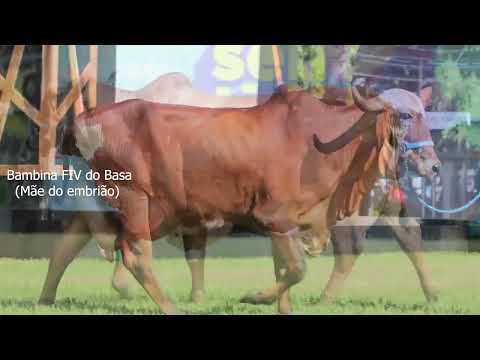 LOTE 3A   CAMARGO FIV DO BASA X BAMBINA FIV DO BASA