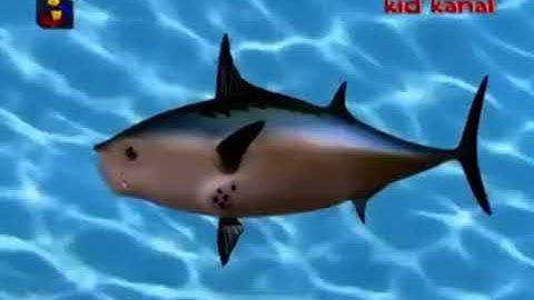 SpongeBob SquarePants - Intro (European Portuguese)