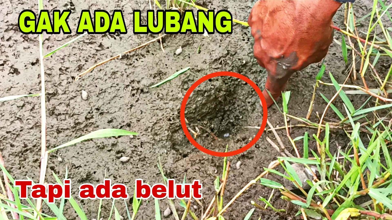 WAJIB TAU..!! Tips untuk mengetahui lubang belut yang tak kasat mata