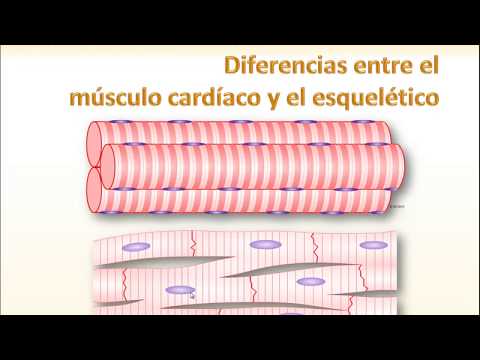 Vídeo: Diferencia Entre El Músculo Esquelético Y El Músculo Cardíaco