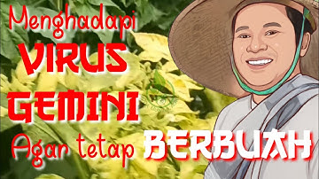 SOLUSI JIKA DI SERANG  VIRUS GEMINI AGAR TETAP BERBUAH