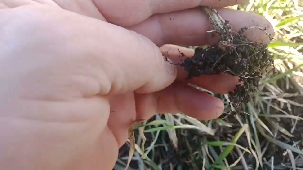 7.03.26. друге поле. Озима пшениця після зимівлі.