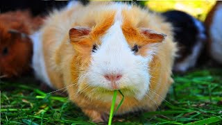 Guinea pig | Guinea pigs life span | animal deep life