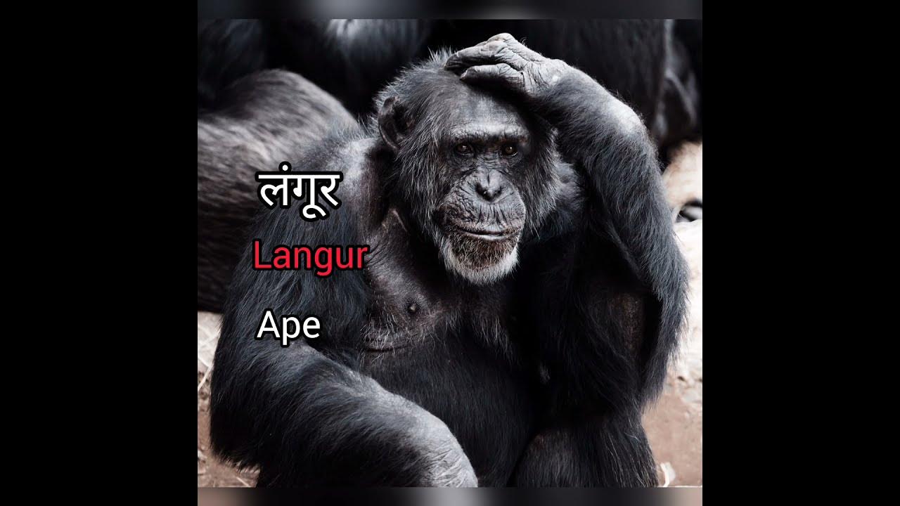 APE MEANING IN HINDI WITH PICTURE AND SOUND. APE MATLAB KYA HAI. LANGUR