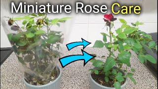 How to care for your Valentines Miniature Rose | Grow your Own