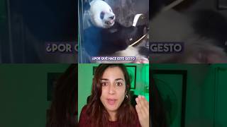 El motivo de por qué este OSO PANDA enseña los dientes te Conmoverá🥺