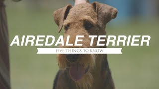 AIREDALE TERRIER: FIVE THINGS YOU SHOULD KNOW