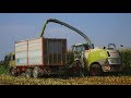 Claas Jaguar 980 - Trinciato mais 2018 - F.lli Rosina