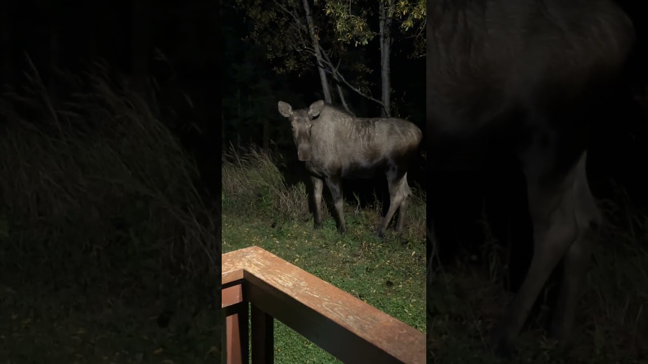 Moose come up close in Alaska. 