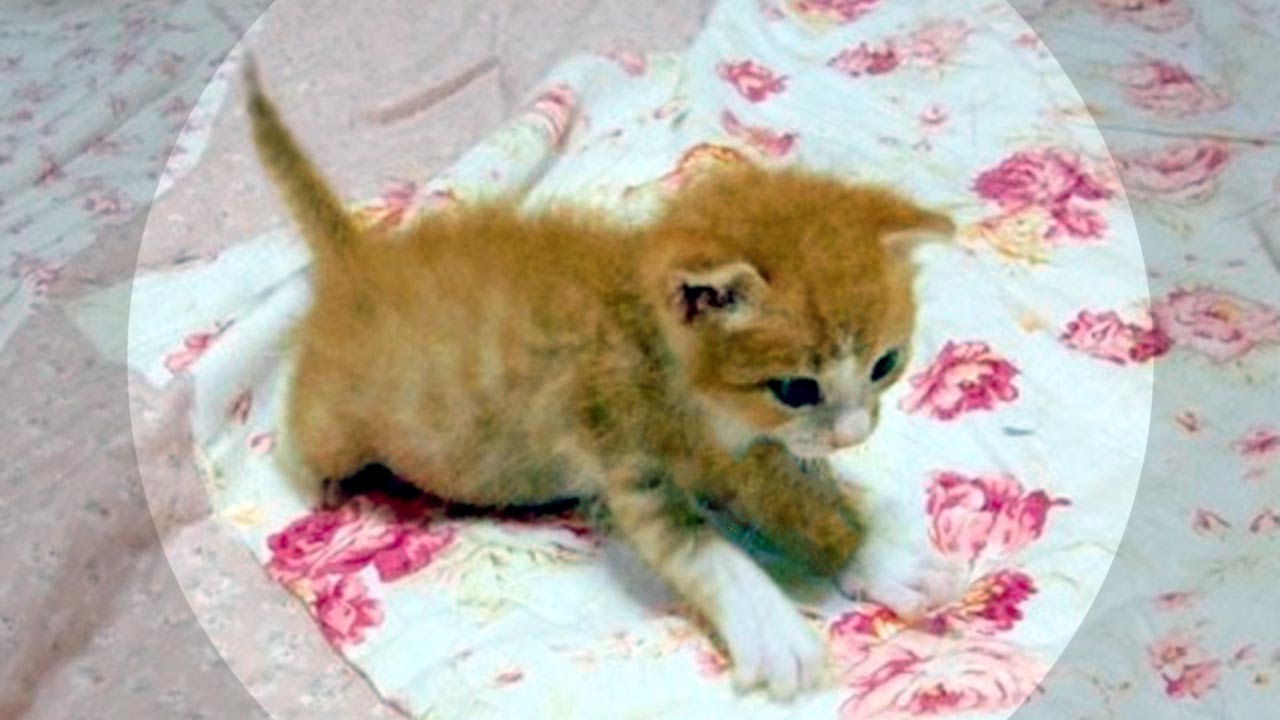 赤ちゃん猫がやって来た 茶トラ 子猫 マック かわいい鳴き声で元気いっぱい Cute Playing Cats Sweet Marmalade Kitty Youtube