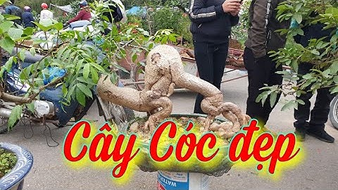 SH.4692. Mọi người xúm đông xem cây Cóc quái tại chợ cây cảnh Sơn Tây Hà Nội.