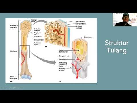 Video: Fibroblas Jantung, Fibrosis Dan Pembentukan Semula Matriks Ekstraselular Dalam Penyakit Jantung