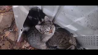 PEEK A BOO KITTEN.  #catland by Feralcatsneedlove 124 views 5 months ago 1 minute, 34 seconds