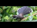 Suara Pikat Burung Kipasan Sikatan Di Jamin Lengket Mp3 - Mp4 Download