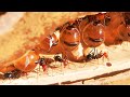 5 Самых невероятных муравьёв