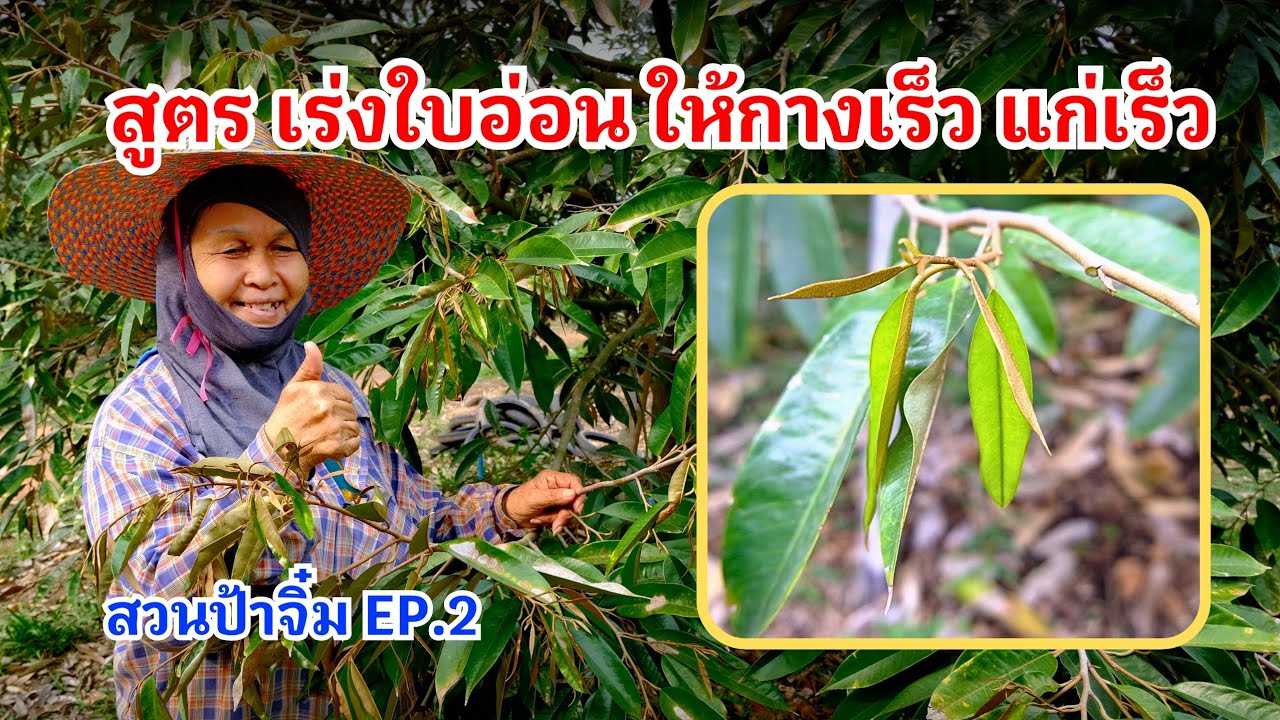 #กวินบินได้ EP.553 สูตรเร่งใบอ่อน ให้กางเร็ว แก่เร็ว #สวนป้าจิ๋ม EP.2