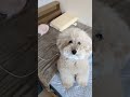 得意の タッチ でご機嫌むっく 最後は悪意ある顔アップ笑 Music Cute Pets トイプードル 得意の タッチ でご機嫌むっく 最後は悪意ある顔アップ笑 Music Cute Pets トイプードル