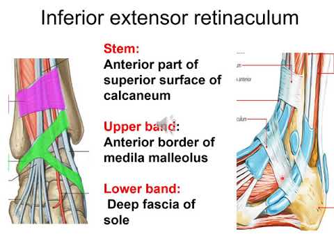 Video: Inferior Peroneal Retinaculum Anatomy, Function & Diagram - Kroppskartor