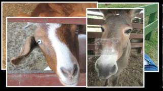 Dewberry Farm Lots To Do V3