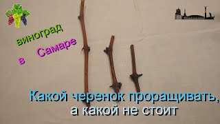 Какой черенок проращивать, а какой не стоит