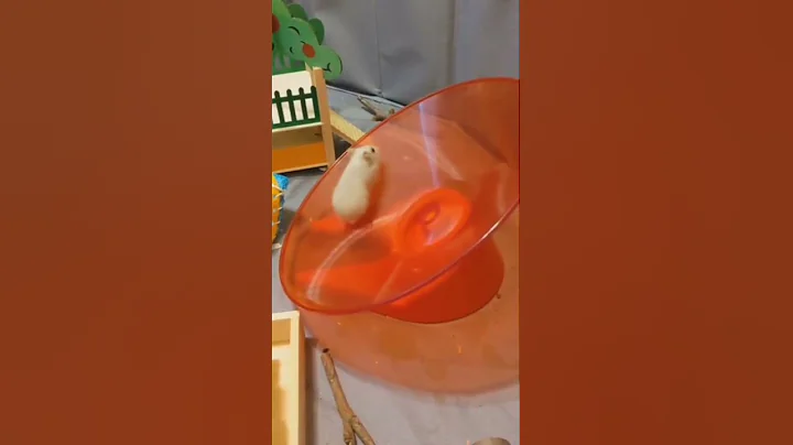 Video 4590031: cats dogs best funniest, kitten cute dogs