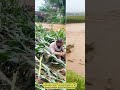 After the Flood – A Farmer’s Silent Struggle.